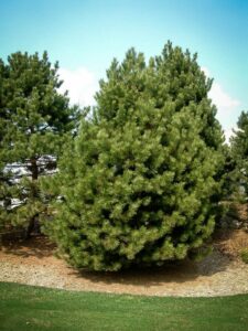 Сосна Чёрная (Pinus Nigra) купить по цене от 270.00р. в интернет-магазине «Посадика» с доставкой почтой в в Кольчугиное и по всей России – [изображение №1].