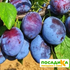 Слива Чачакская ранняя купить по цене от 229.00р. в интернет-магазине «Посадика» с доставкой почтой в в Кольчугиное и по всей России – [изображение №1].