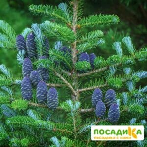 Пихта корейская (Abies koreana) купить по цене от 450.00р. в интернет-магазине «Посадика» с доставкой почтой в в Кольчугиное и по всей России – [изображение №1].