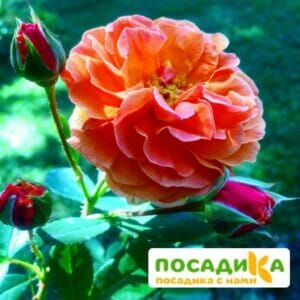 Роза Арабия купить по цене от 350.00р. в интернет-магазине «Посадика» с доставкой почтой в в Кольчугиное и по всей России – [изображение №1].