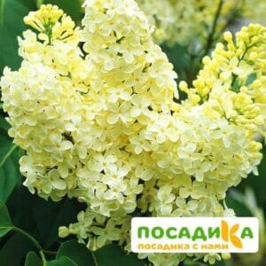 Сирень Примроуз (Primrose) купить по цене от 529.00р. в интернет-магазине «Посадика» с доставкой почтой в в Кольчугиное и по всей России – [изображение №1].