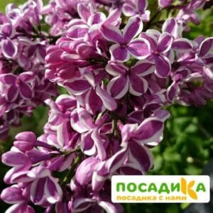 Сирень Сенсация купить по цене от 529.00р. в интернет-магазине «Посадика» с доставкой почтой в в Кольчугиное и по всей России – [изображение №1].