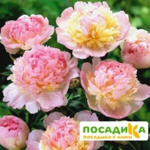 Пион Распберри Сандей (Paeonia Raspberry Sundae) купить по цене от 959р. в интернет-магазине «Посадика» с доставкой почтой в в Кольчугиное и по всей России – [изображение №1].