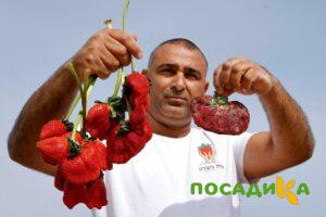 Клубника Гигант Джорнея купить по цене от 266р. в интернет-магазине «Посадика» с доставкой почтой в в Кольчугиное и по всей России – [изображение №1].