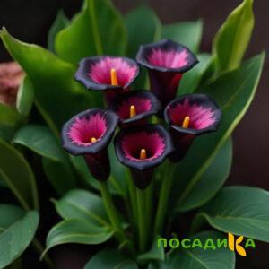 Калла Аура Лейс купить по цене от 400р. в интернет-магазине «Посадика» с доставкой почтой в в Кольчугиное и по всей России – [изображение №1].