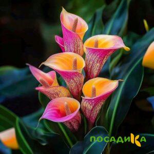 Калла Оникс купить по цене от 450р. в интернет-магазине «Посадика» с доставкой почтой в в Кольчугиное и по всей России – [изображение №1].