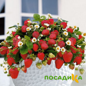 Клубника Рубиновый Шепот (горшечная) купить по цене от 240р. в интернет-магазине «Посадика» с доставкой почтой в в Кольчугиное и по всей России – [изображение №1].
