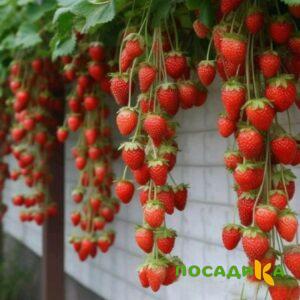 Клубника вьющаяся Комплимент купить по цене от 470р. в интернет-магазине «Посадика» с доставкой почтой в в Кольчугиное и по всей России – [изображение №1].