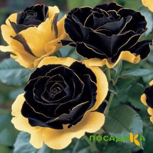 Роза Ханни Сикл купить по цене от 700р. в интернет-магазине «Посадика» с доставкой почтой в в Кольчугиное и по всей России – [изображение №1].