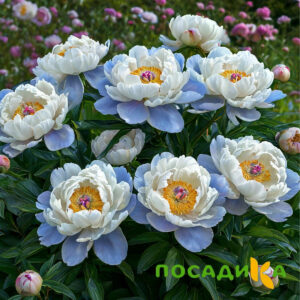 Пион акварельный Этюд купить по цене от 806р. в интернет-магазине «Посадика» с доставкой почтой в в Кольчугиное и по всей России – [изображение №1].