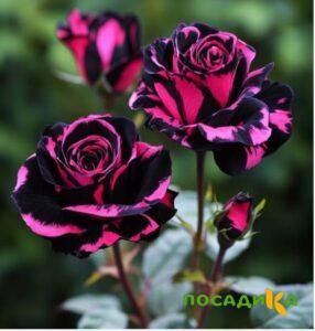 Роза Багровый Шепот купить по цене от 366р. в интернет-магазине «Посадика» с доставкой почтой в в Кольчугиное и по всей России – [изображение №1].