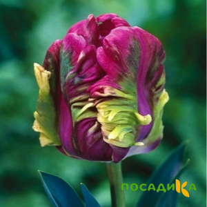 Тюльпан Экзотик Хэвен купить по цене от 186р. в интернет-магазине «Посадика» с доставкой почтой в в Кольчугиное и по всей России – [изображение №1].