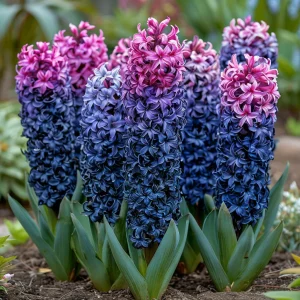 Гиацинт Блю Спринг купить по цене от 2099р. в интернет-магазине «Посадика» с доставкой почтой в в Кольчугиное и по всей России – [изображение №1].