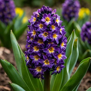 Гиацинт Вельвет Колор купить по цене от 2099р. в интернет-магазине «Посадика» с доставкой почтой в в Кольчугиное и по всей России – [изображение №1].