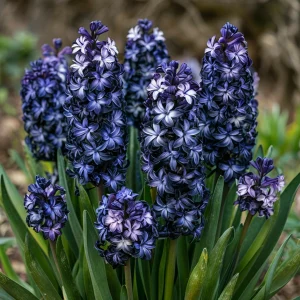 Гиацинт Блум Клауд купить по цене от 2099р. в интернет-магазине «Посадика» с доставкой почтой в в Кольчугиное и по всей России – [изображение №1].