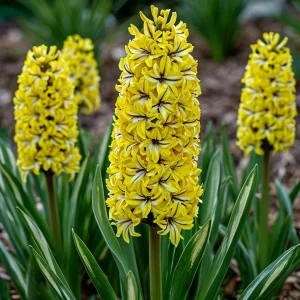 Гиацинт Сансет Голд купить по цене от 2099р. в интернет-магазине «Посадика» с доставкой почтой в в Кольчугиное и по всей России – [изображение №1].