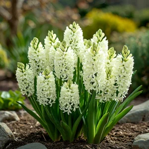 Гиацинт Дрим Трейл купить по цене от 2099р. в интернет-магазине «Посадика» с доставкой почтой в в Кольчугиное и по всей России – [изображение №1].