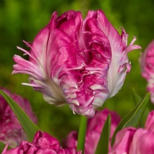 Тюльпан махровый Кул Кристал купить по цене от 400р. в интернет-магазине «Посадика» с доставкой почтой в в Кольчугиное и по всей России – [изображение №1].